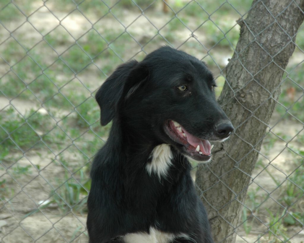 Grote hond ter adoptie bij SOS Dogs