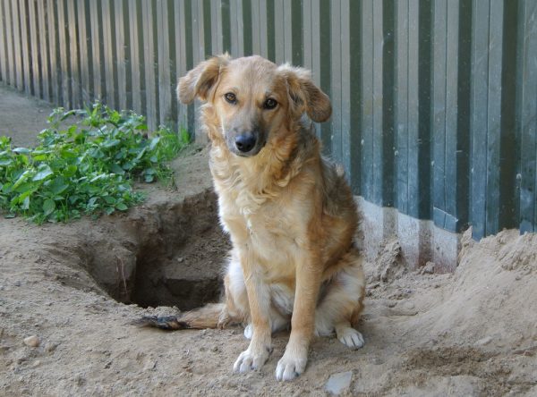 Jonge hond ter adoptie bij SOS Dogs