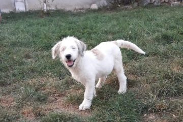 Blinde pup ter adoptie bij SOS Dogs