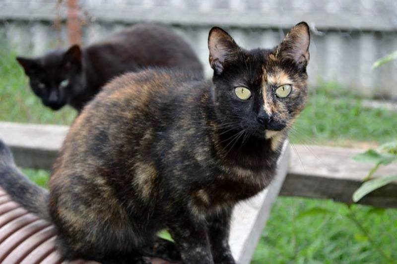 Poes Two-Face ter adoptie bij SOS-Dogs