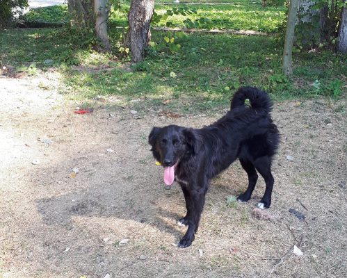 Honden ter adoptie: Angi