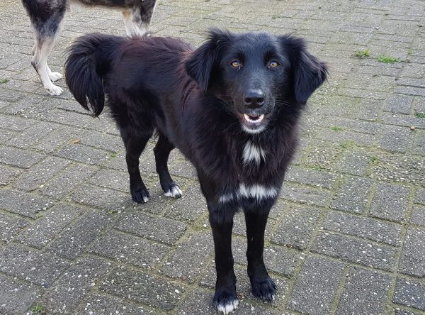 Jonge hond ter adoptie