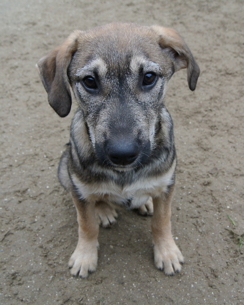 Pup 4 maanden ter adoptie bij SOS Dogs