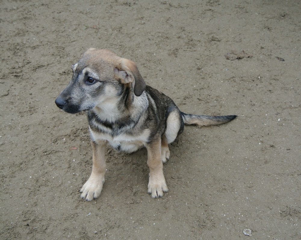 Pup 4 maanden ter adoptie bij SOS Dogs