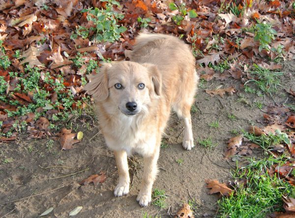 Jong teefje ter adoptie