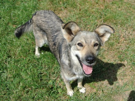 Wolfje Fules ter adoptie