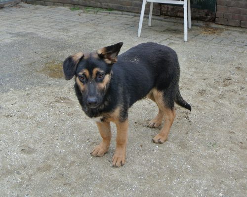 Kruising Duitse herder pup ter adoptie