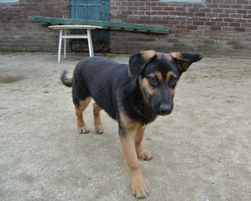 Kruising Duitse herder pup ter adoptie