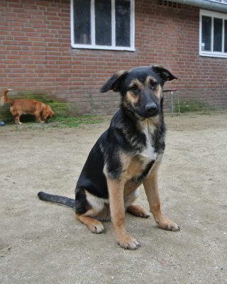 Duitse herder mix pup ter adoptie