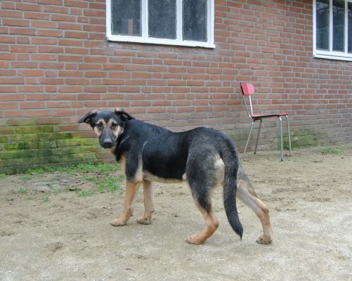 Duitse herder mix pup ter adoptie