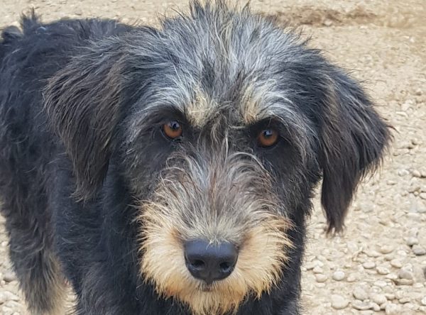 Hond ter adoptie bij SOS Dogs