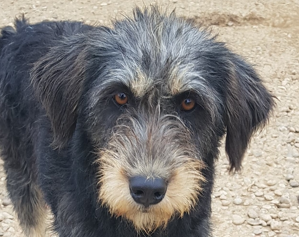 Hond ter adoptie bij SOS Dogs