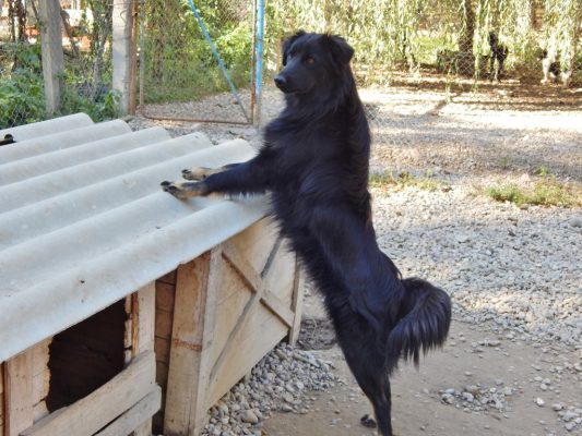 Mooie zwarte hond in het asiel