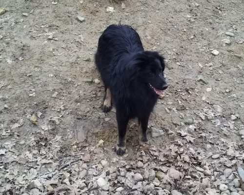 Zwarte hond van 1 jaar ter adoptie
