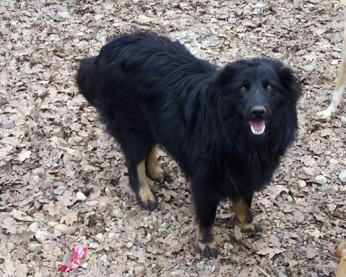 Zwarte hond van 1 jaar ter adoptie