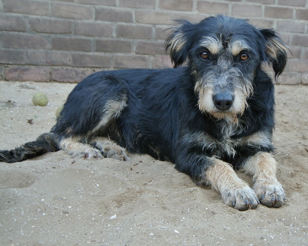 Hond adopteren: Sandy