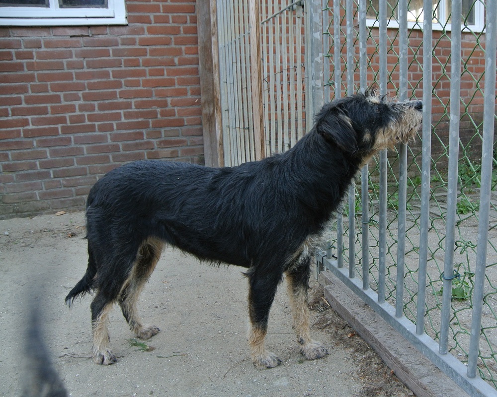 Hond Sandy ter adoptie bij SOS Dogs
