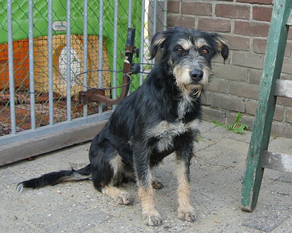Hond Sandy ter adoptie bij SOS Dogs