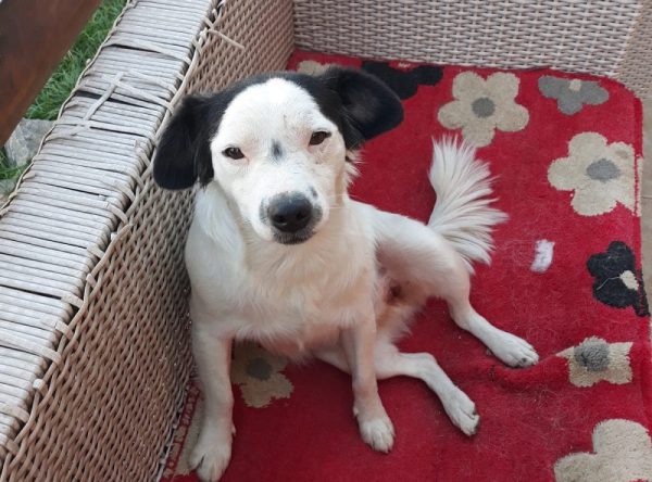 Hondje ter adoptie