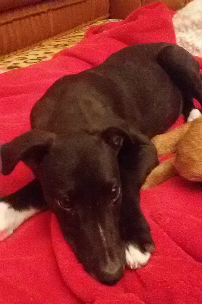 Greyhound pup ter adoptie