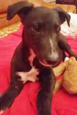 Greyhound pup ter adoptie