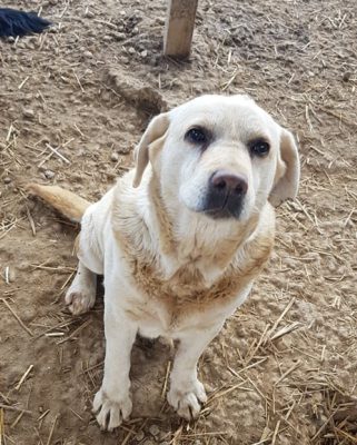 Labrador teef van 6 jaar ter adoptie