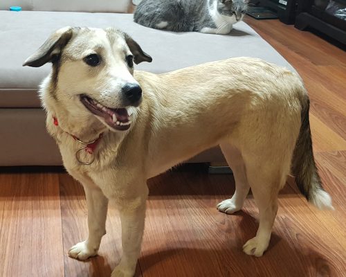 Blonde middelgrote hond ter adoptie