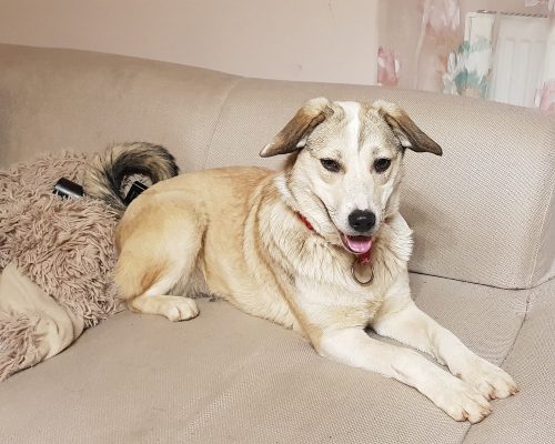 Blonde middelgrote hond ter adoptie
