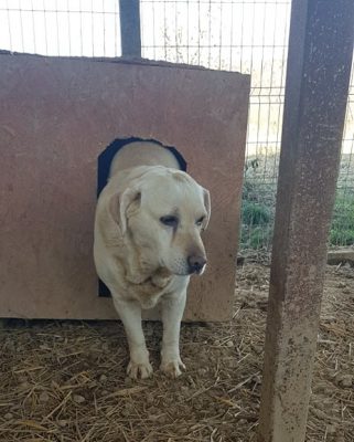Labrador teef van 6 jaar ter adoptie