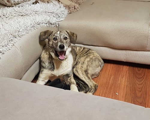 Middelgrote kruising hond ter adoptie