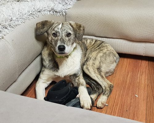 Middelgrote kruising hond ter adoptie