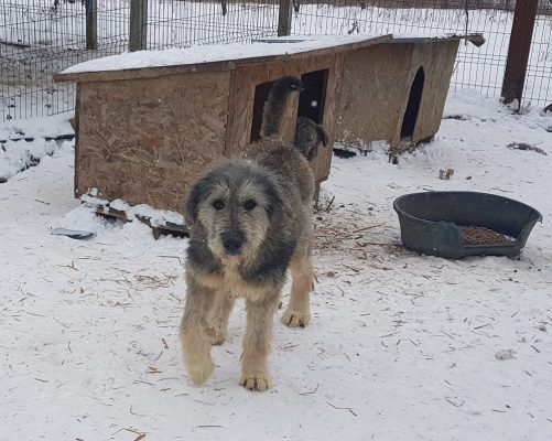 Roemeense Mioritic herdershond ter adoptie