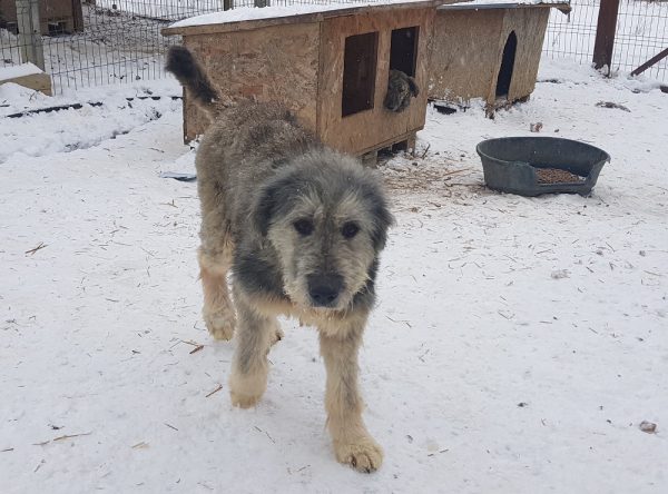 Roemeense Mioritic herdershond ter adoptie