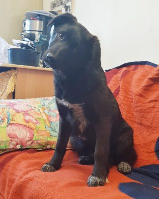 Labrador x herder mix pup ter adoptie
