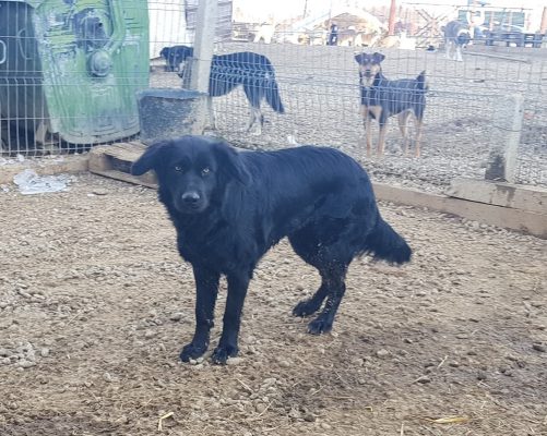Zwarte prachtige hond ter adoptie