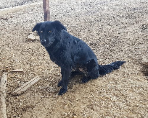 Zwarte prachtige hond ter adoptie