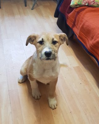Leuke pup ter adoptie bij SOS Dogs
