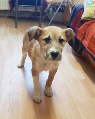 Leuke pup ter adoptie bij SOS Dogs