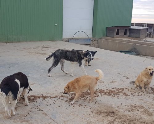 Grote reu ter adoptie bij SOS Dogs
