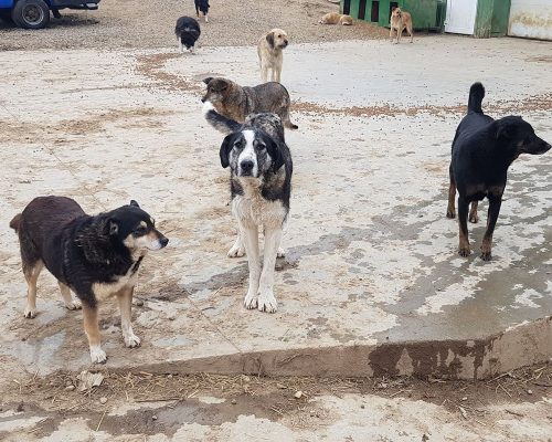 Grote reu ter adoptie bij SOS Dogs