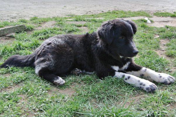 Luna jonge hond van 8 maanden