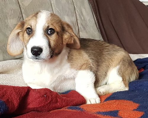 Pup Taco ter adoptie bij SOS Dogs