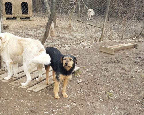Ruwharig teefje ter adoptie bij SOS Dogs
