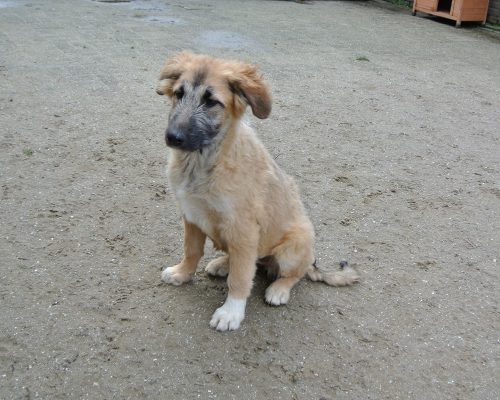 Pup Tess ter adoptie