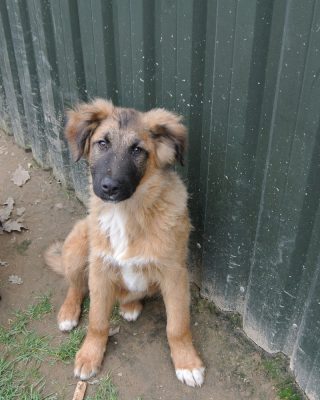 Pup Tim ter adoptie