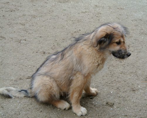 Pup Twix ter adoptie