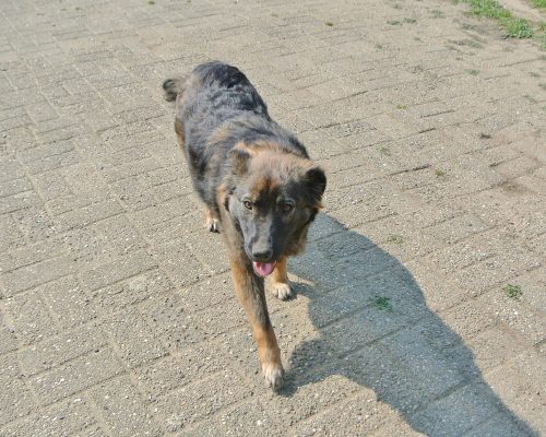 Zara, jonge hond ter adoptie