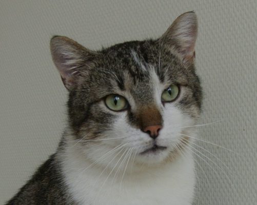 Grote lieve kater ter adoptie