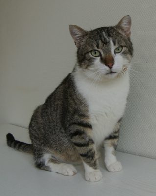 Grote lieve kater ter adoptie