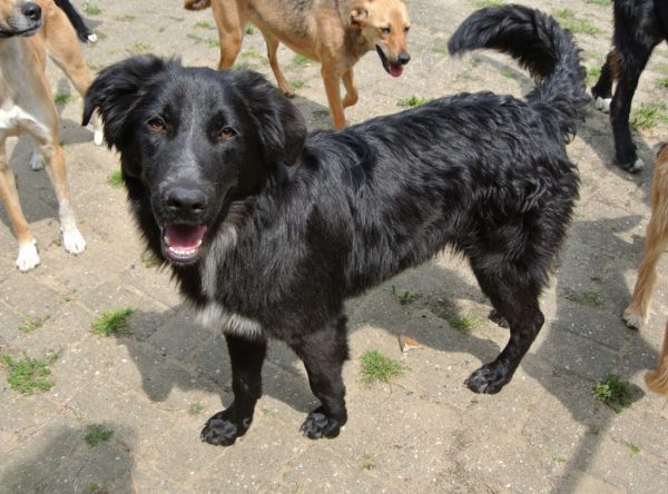 Ace, zwarte retriever 7 maanden